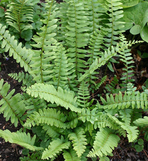 Polystichum acrostichoides