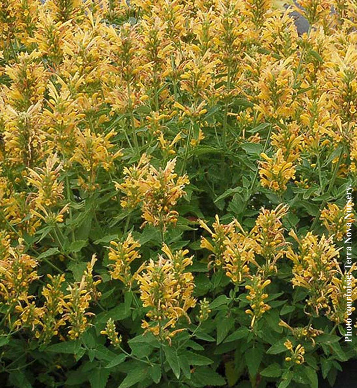 Agastache 'Poquito Butter Yellow'