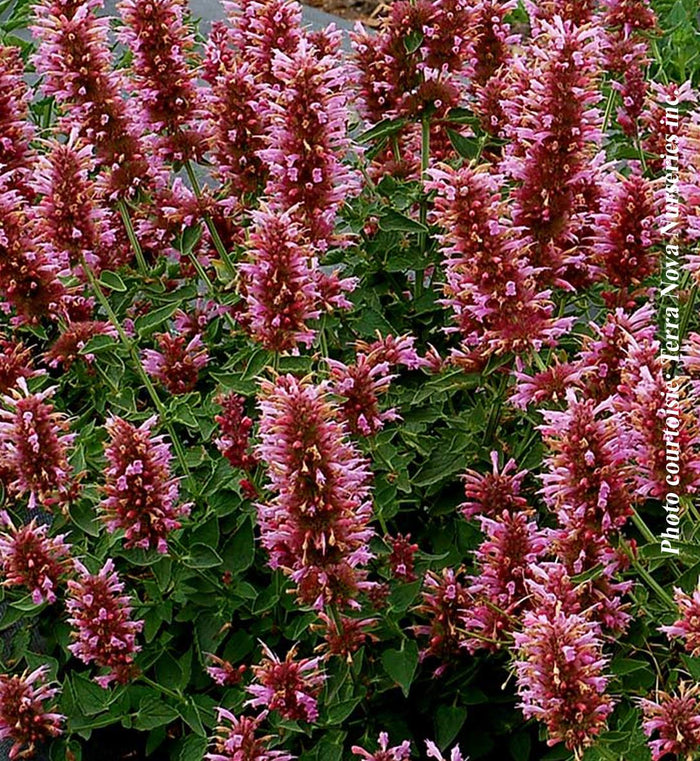 Agastache Poquito™ 'Lavender'