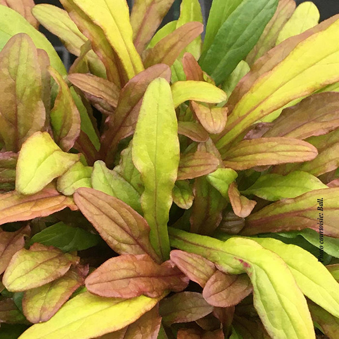 Ajuga Feathered Friends" 'Fancy Finch'