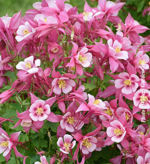 Aquilegia Kirigami™ 'Rose and Pink'