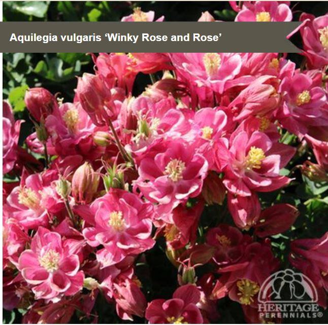 Aquilegia 'Winky Rose and Rose'