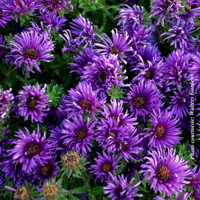 Aster 'Grape Crush'