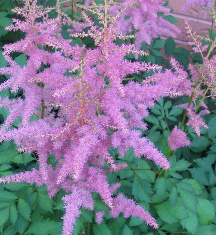 Astilbe 'Amethyst'