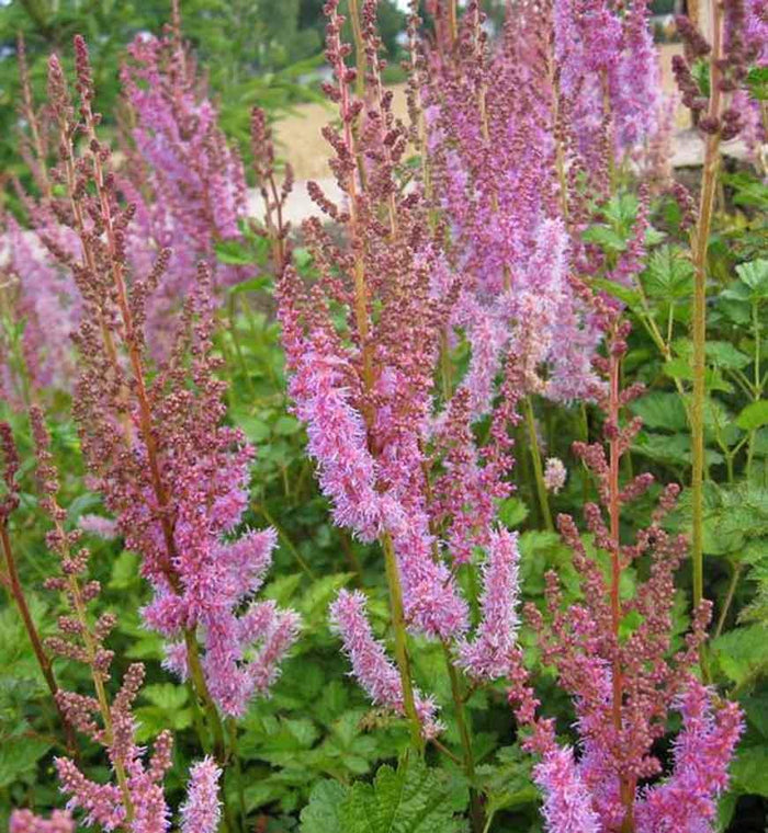 Astilbe taquetii 'Superba'