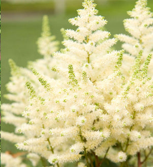 Astilbe 'Younique White™'