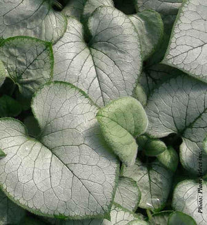 Brunnera 'Looking Glass'