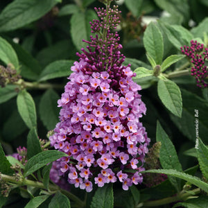 Buddleia 'Chrysalis™ Pink'