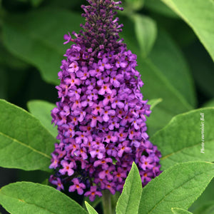 Buddleia 'Chrysalis™ Purple'