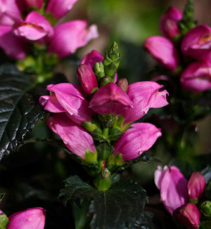 Chelone 'Tiny Tortuga'