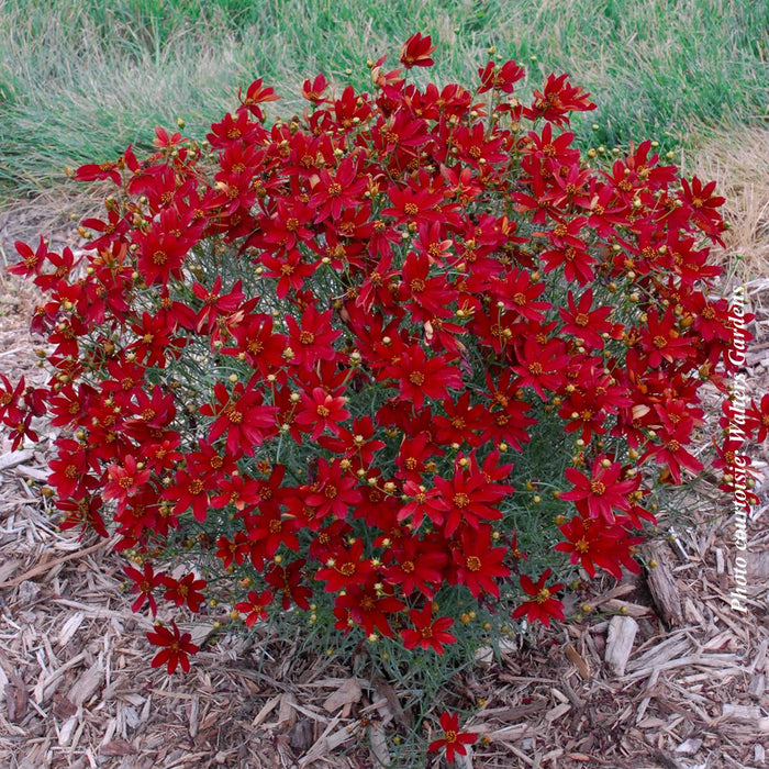 Coreopsis Sizzle and Spice™ 'Hot Paprika'