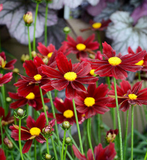 Coreopsis Li'L Bang™ 'Red Elf'