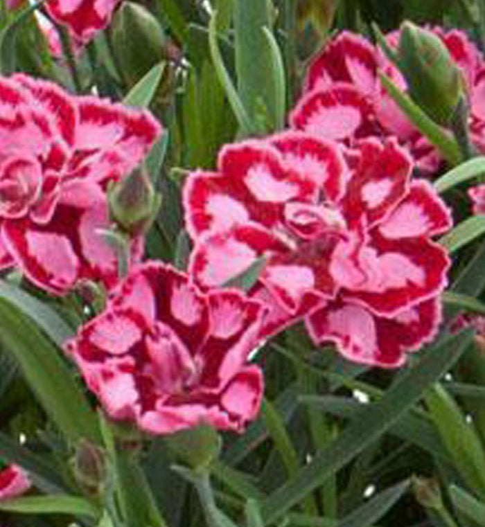 Dianthus EverLast™ Red and Pink