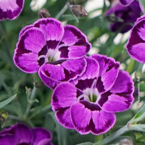 Dianthus EverLast™ Violet Blue