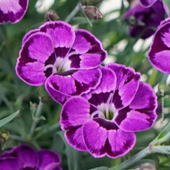 Dianthus EverLast™ Violet Blue