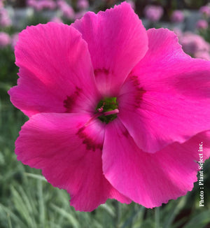 Dianthus American Pie® 'Bumbleberry Pie'