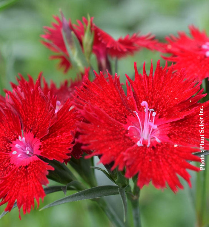 Dianthus Rockin™ Red