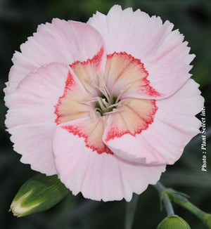 Dianthus American Pie® 'Georgia Peach Pie'