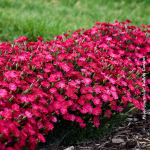 Dianthus 'Paint the Town Red'