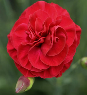 Dianthus Scent First® 'Passion'