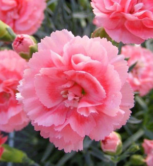 Dianthus Scent First® 'Romance'