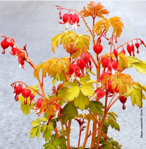 Dicentra spectabilis 'Ruby Gold'