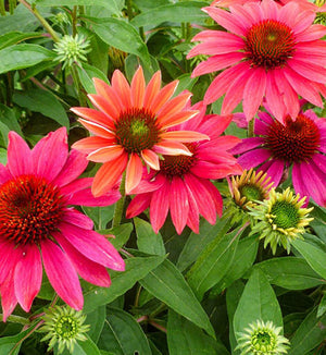 Echinacea Sombrero® 'Tres Amigos'