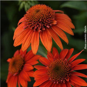 Echinacea Sombrero® 'Fiesta Orange'