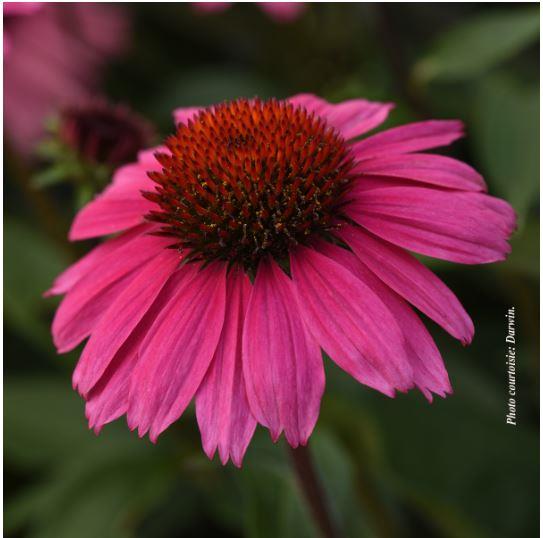 Echinacea Sombrero® 'Rosada'