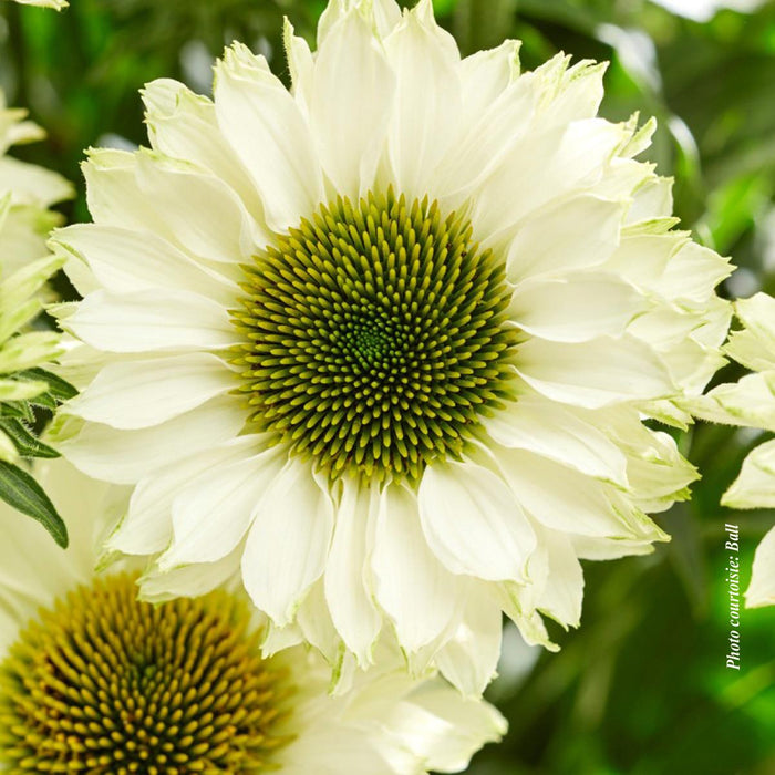 Echinacea Sunseekers® 'White Perfection'