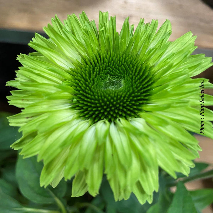 Echinacea Sunseekers® 'Apple Green'