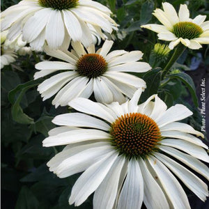 Echinacea Color Coded® 'The Price is White'