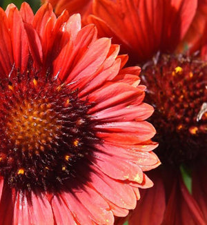Gaillardia Spintop™ 'Red Improved'