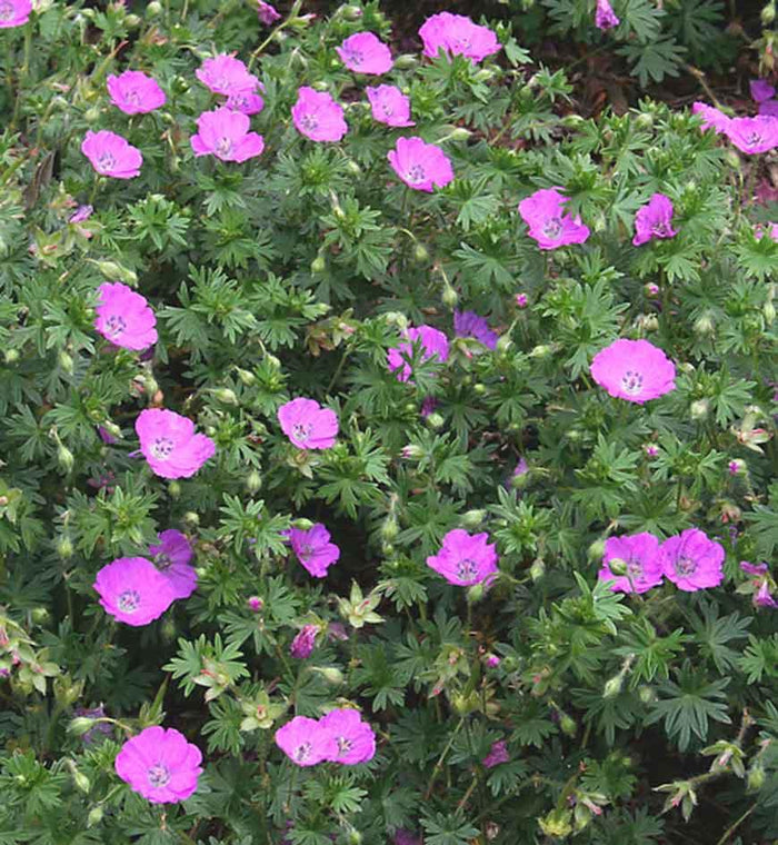 Geranium 'Max Frei'