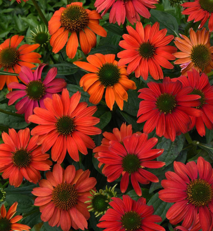 Echinacea Artisan™ 'Red Ombre'
