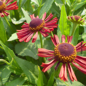 Helenium Mariachi™ 'Siesta'