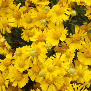 Helenium Mariachi™ 'Sombrero'