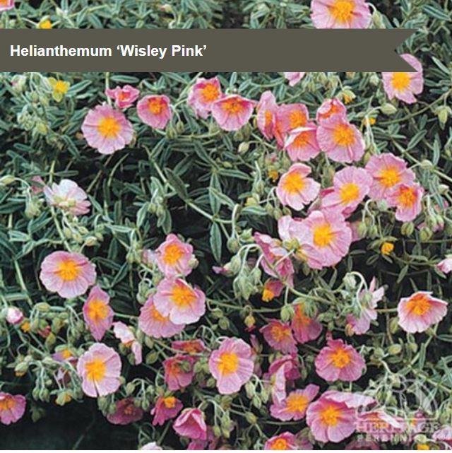 Helianthemum 'Wisley Pink'