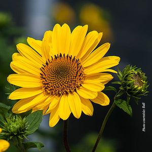 Helianthus 'Suncatcher®'