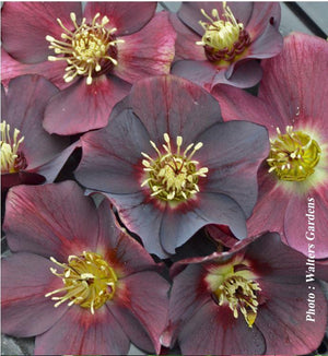 Helleborus HONEYMOON® 'Rome In Red'