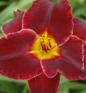 Hemerocallis 'Black Stockings'