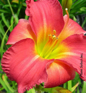 Daylily 'Earlybird Cardinal'