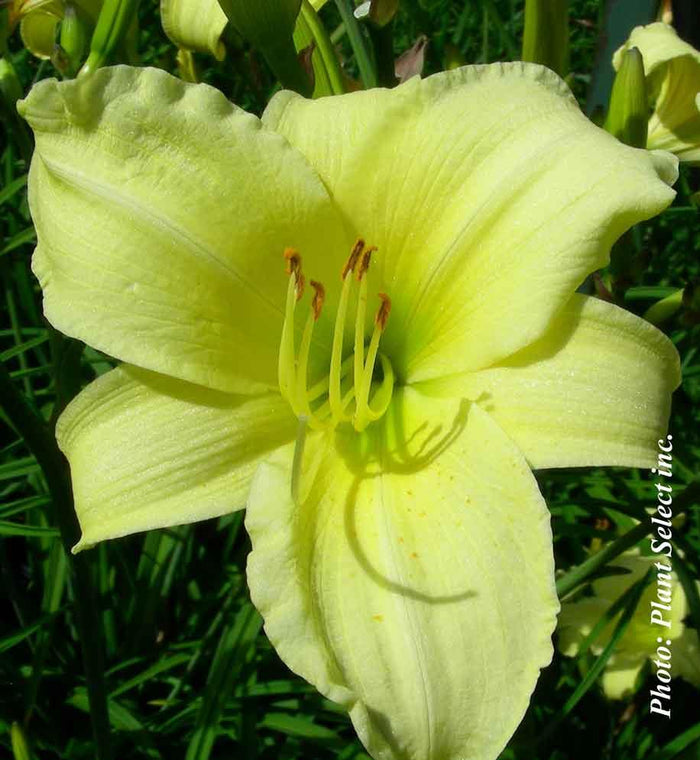 Hemerocallis 'Happy Returns'