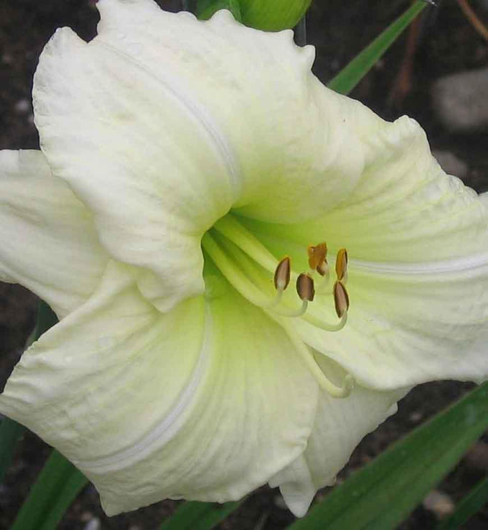 Hemerocallis 'Joan Senior'