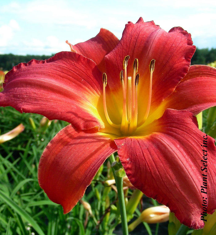 Hemerocallis 'Red Fountain'