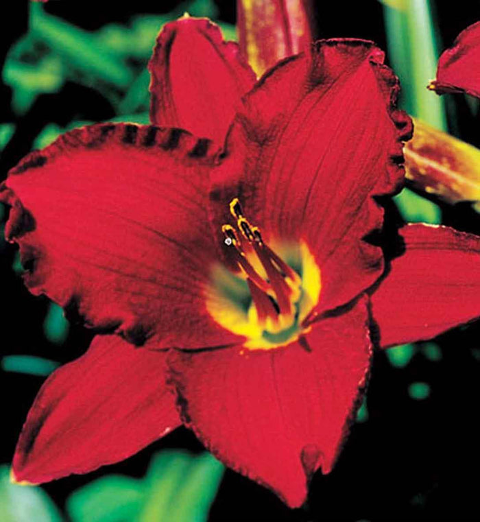 Hemerocallis 'Red Pinnochio'
