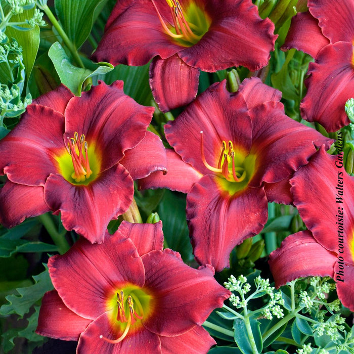 Hemerocallis 'Red Razzmataz'