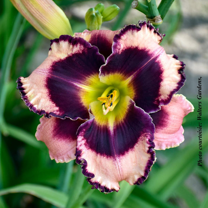 Hemerocallis 'Rock Solid'