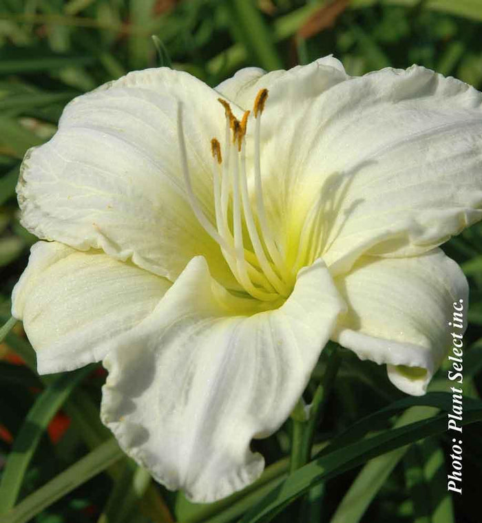 Hemerocallis 'White Temptation'