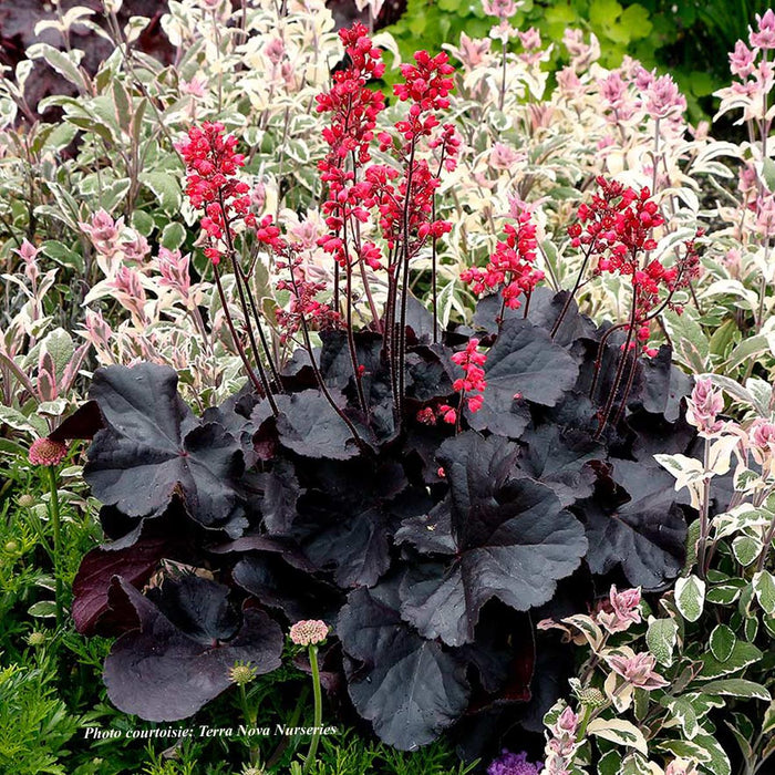 Heuchera 'Black Forest Cake'